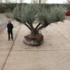 Ancient Olive Tree M-4853 (3)