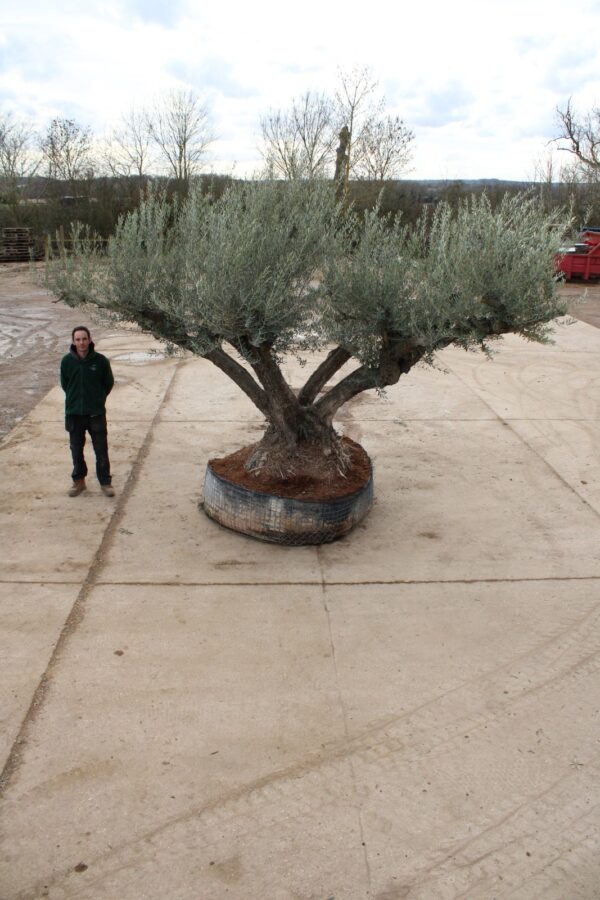 Ancient Olive Tree M-4853 (3)
