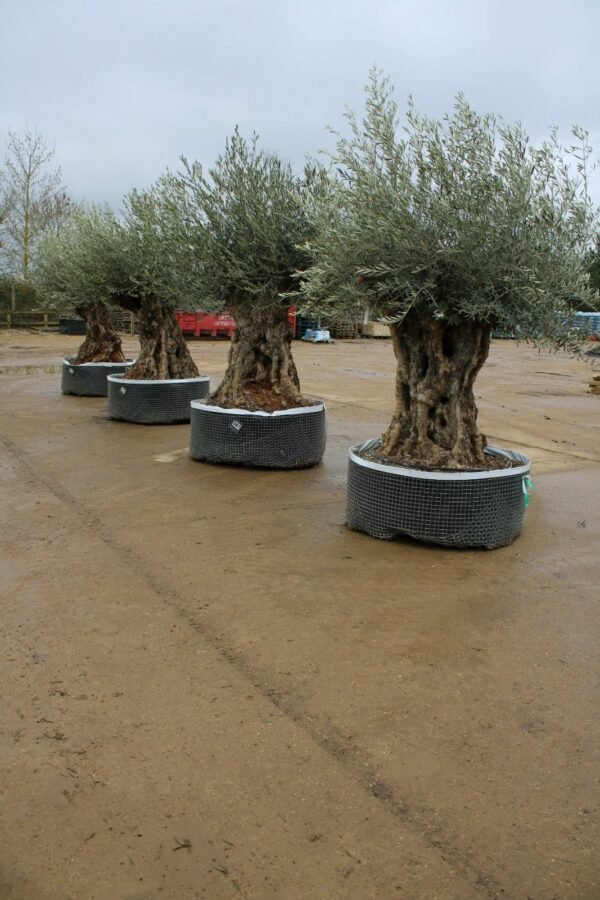 Avenue of Ancient Bonsai Olive Trees (1)