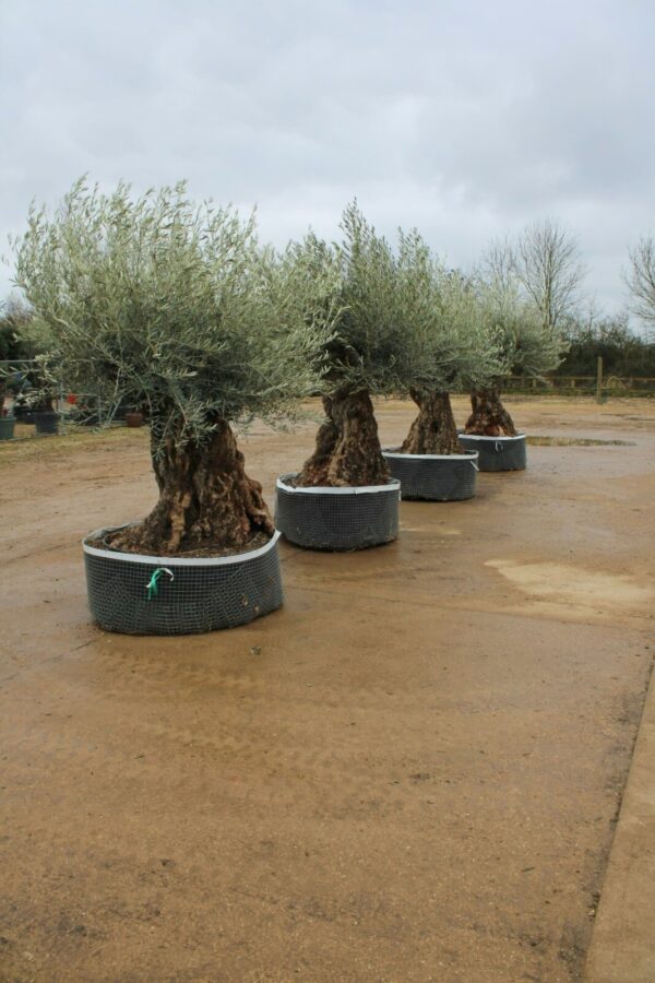 Avenue of Ancient Bonsai Olive Trees (2)