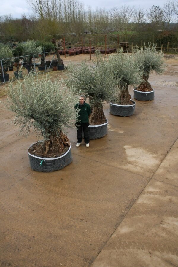 Avenue of Ancient Bonsai Olive Trees (3)