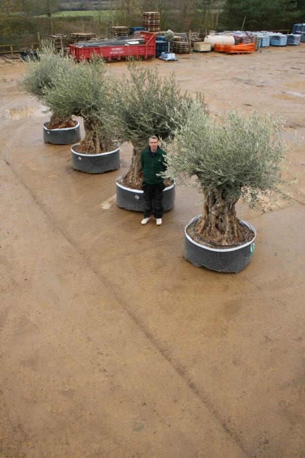 Avenue of Ancient Bonsai Olive Trees (5)