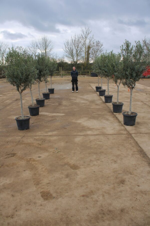 Avenue of Chelsea Olive Trees (1)