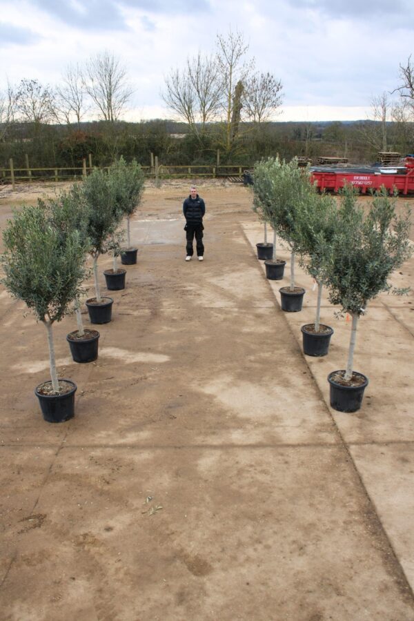 Avenue of Chelsea Olive Trees (2)