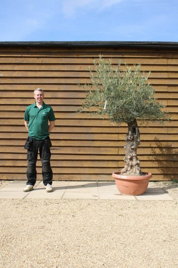 Bonsai Olive Tree 370 (1)