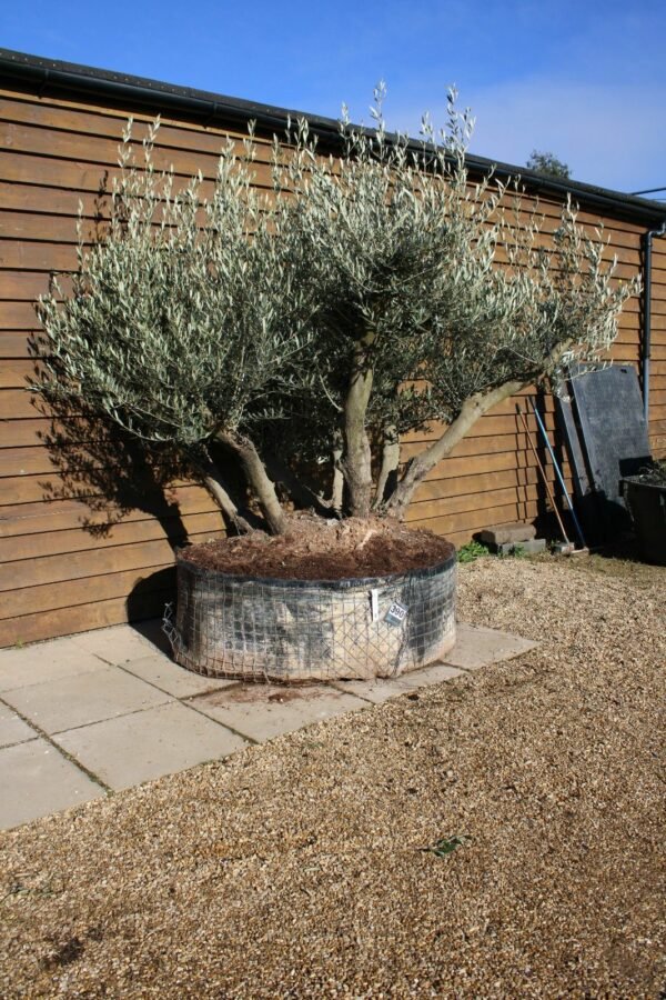Caged Shrub Olive Tree 390 (2)