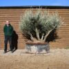 Caged Shrub Olive Tree 390 (3)