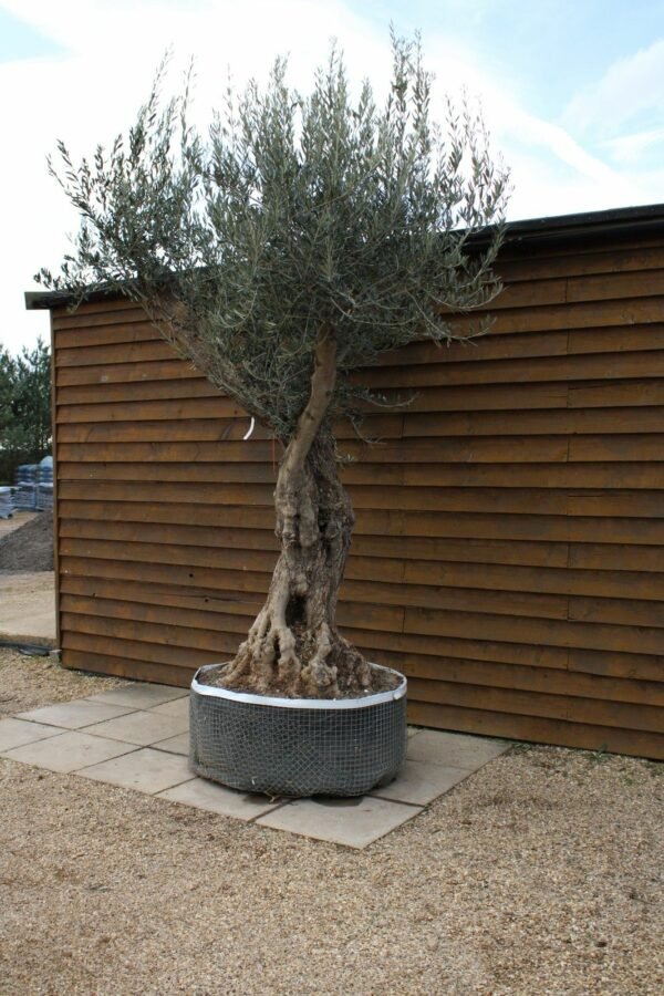 Caged Tall Stem Olive Tree 279 (1)