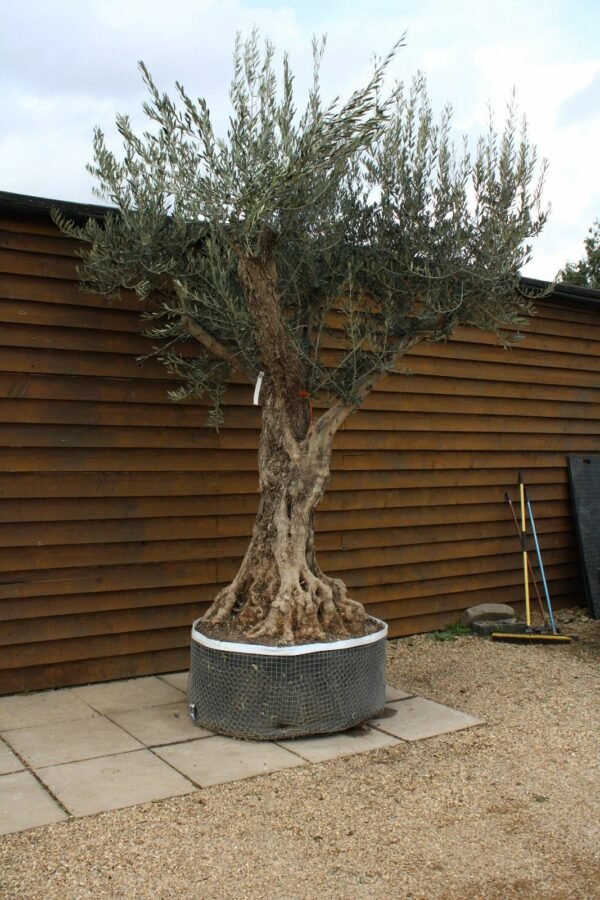 Caged Tall Stem Olive Tree 279 (2)