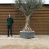 Caged Tall Stem Olive Tree 279 (3)