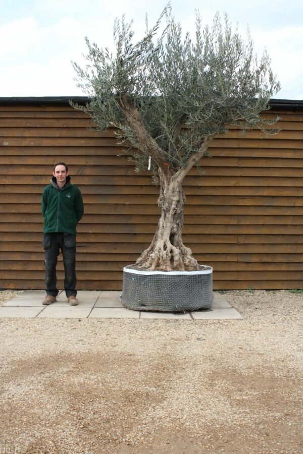 Caged Tall Stem Olive Tree 279 (3)