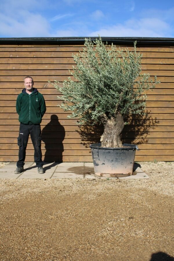 Multi Stem Bonsai Olive Tree 169 (1)
