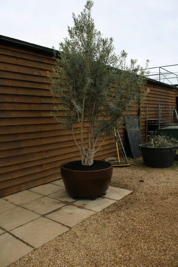 Multi Stem Natural Olive Tree 164 (1)