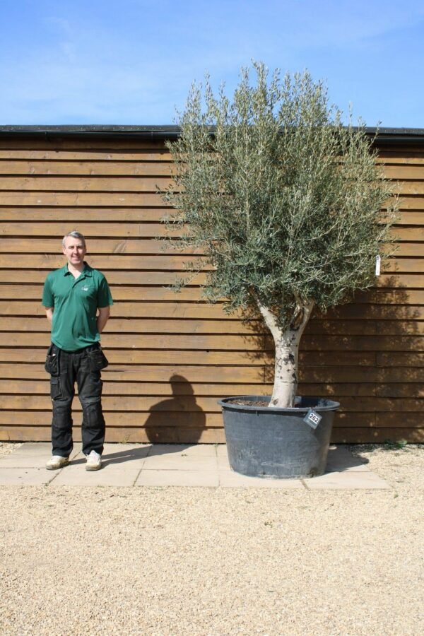 Picual Olive Tree 262 (1)