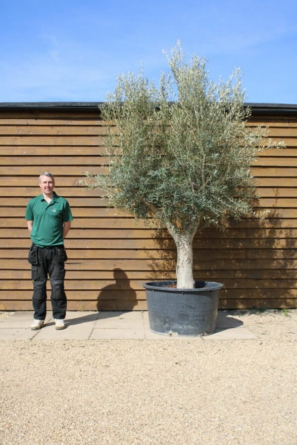 Picual Olive Tree 262 (2)