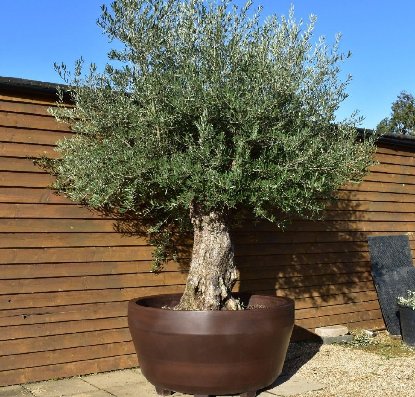 Maintain Olive Trees