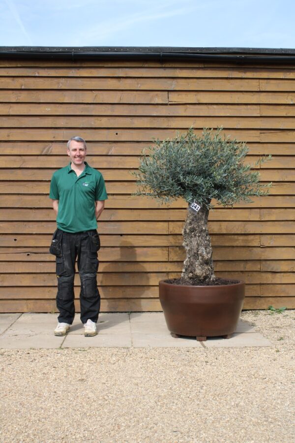 Potted Bonsai Olive Tree 341 (1)