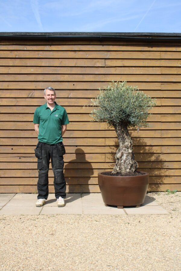 Potted Bonsai Olive Tree 341 (2)