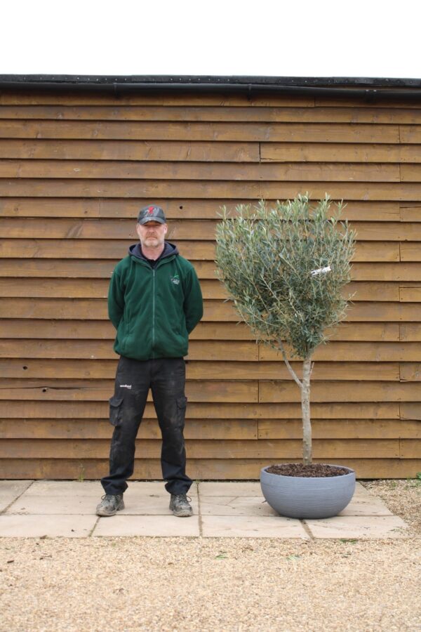 Potted Bushy Standard Olive Tree 112 (1)