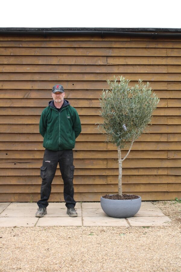 Potted Bushy Standard Olive Tree 112 (2)