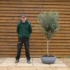 Potted Bushy Standard Olive Tree 171 (1)