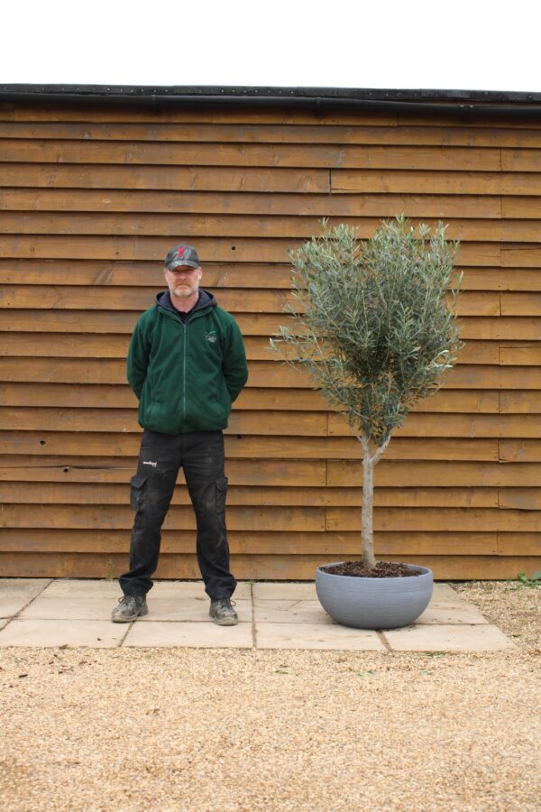 Potted Bushy Standard Olive Tree 171 (1)