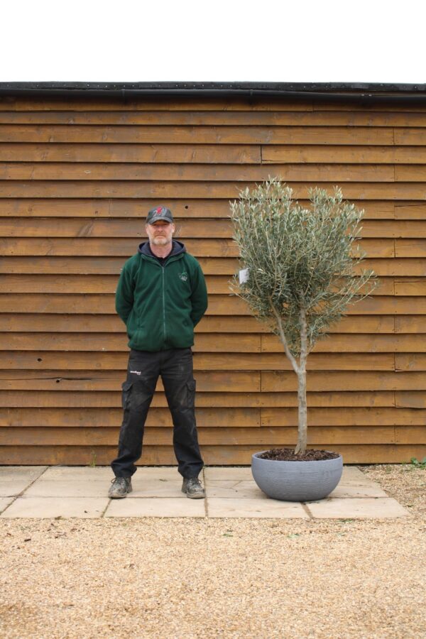Potted Bushy Standard Olive Tree 171 (2)