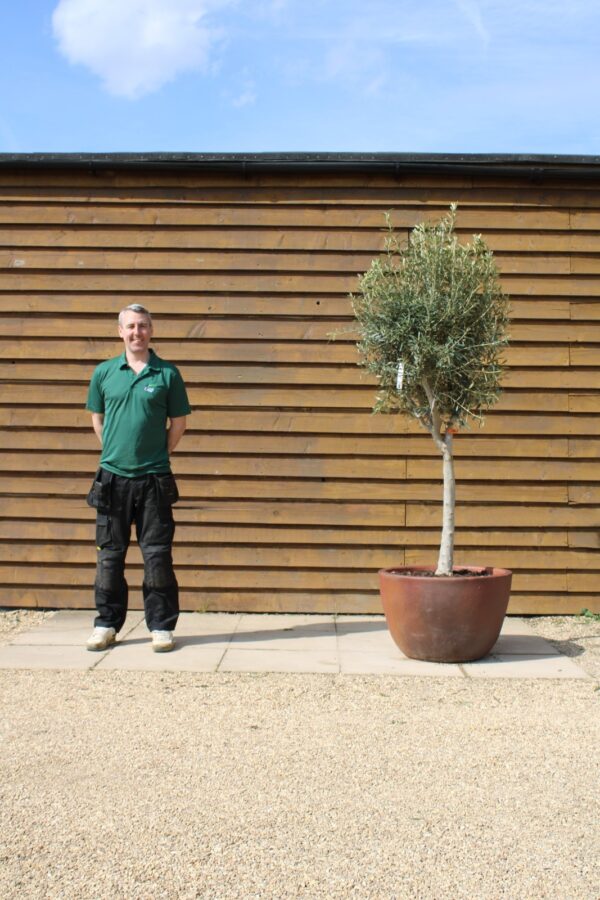 Potted Chelsea Olive Tree 221 (1)