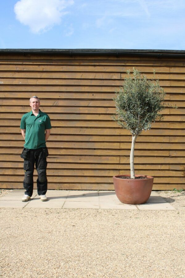 Potted Chelsea Olive Tree 221 (2)