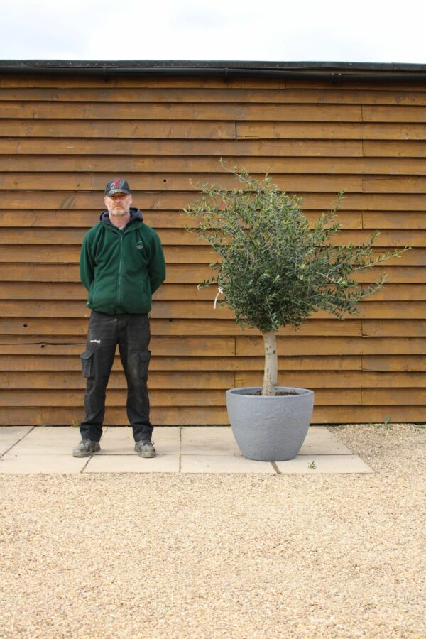 Potted Screening Olive Tree 360 (1)