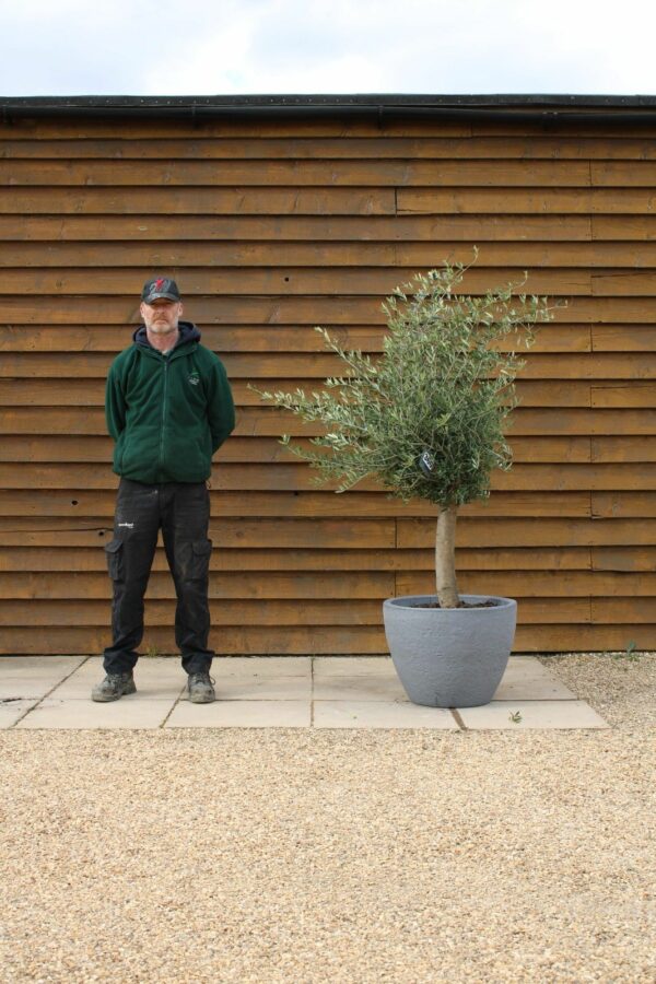 Potted Screening Olive Tree 360 (2)