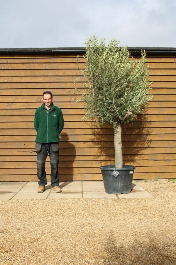 Top Worked Olive Tree 131 (1)