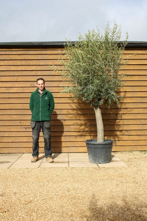 Top Worked Olive Tree 131 (2)