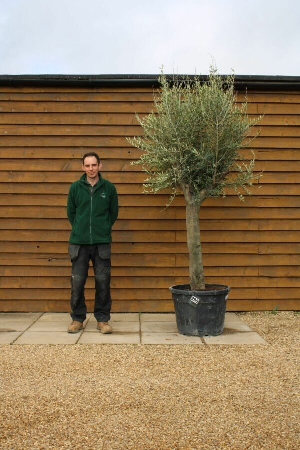 Top Worked Olive Tree 295 (1)