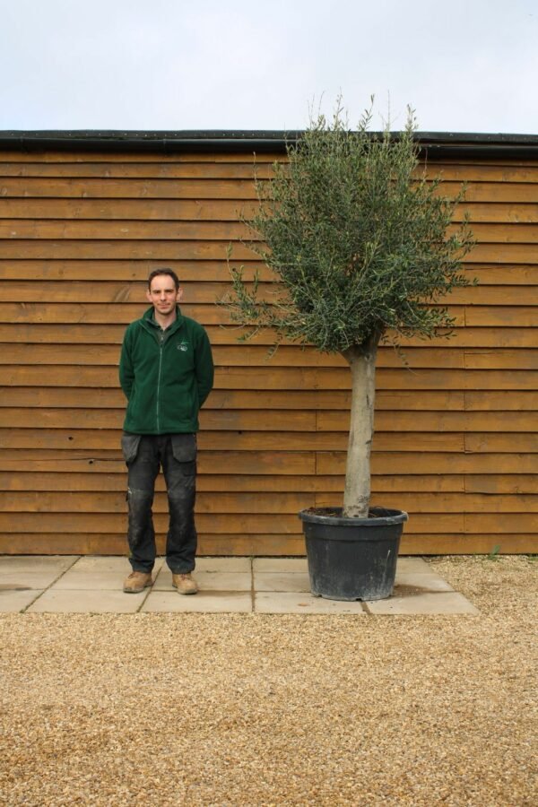 Top Worked Olive Tree 295 (2)