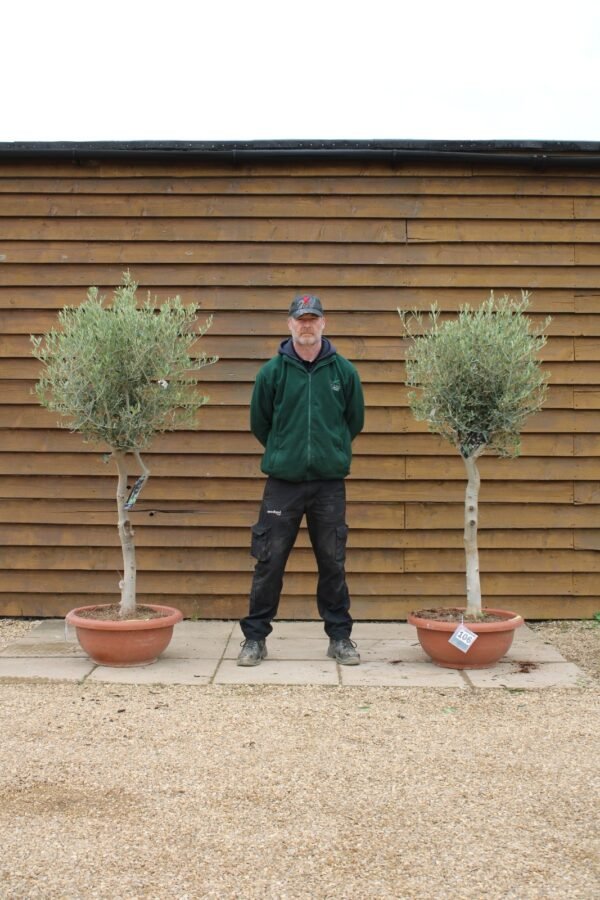 x2 60cm Bowl Olive Trees 109 106 (1)