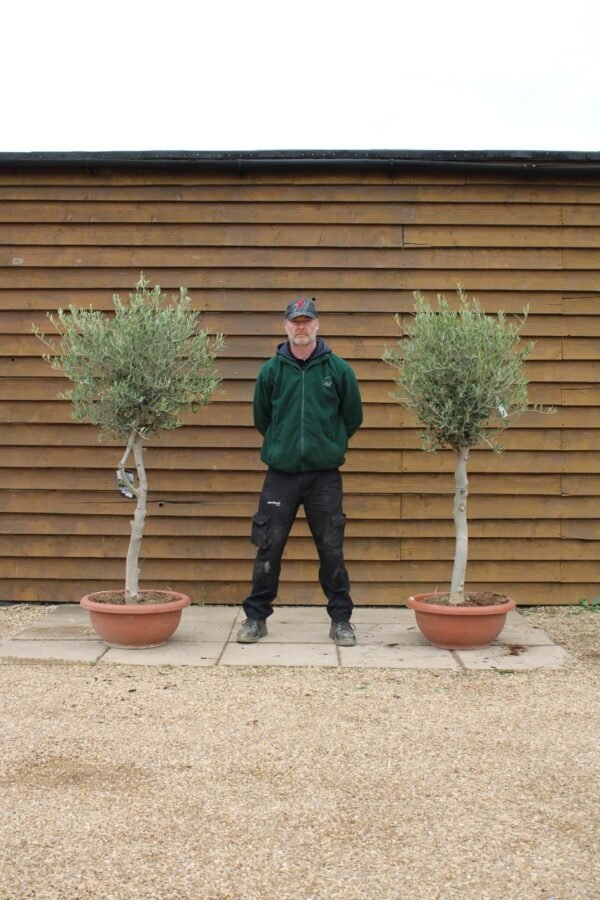 x2 60cm Bowl Olive Trees 109 106 (2)