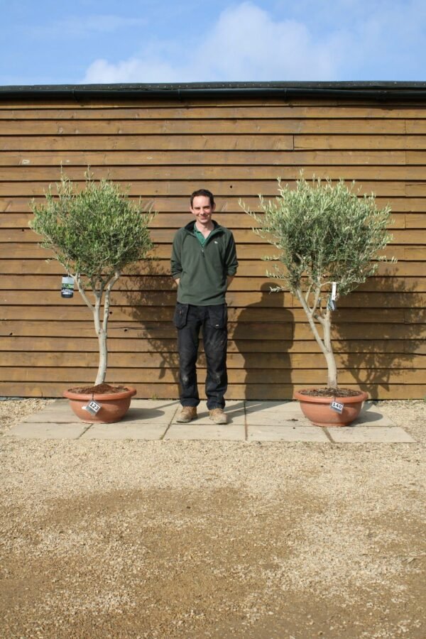 x2 60cm Bowl Olive Trees 123 140 (1)