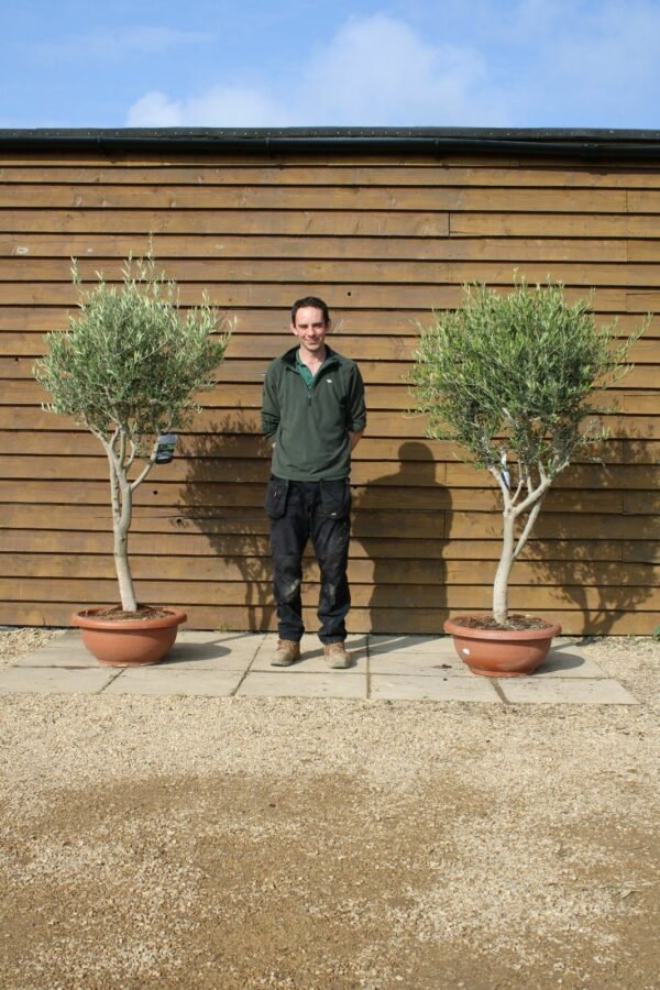 x2 60cm Bowl Olive Trees 123 140 (2)