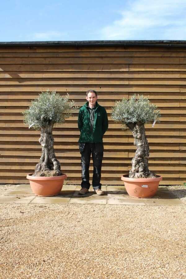 x2 Bonsai Olive Trees 123 140 (1)