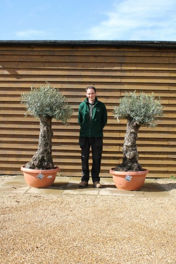 x2 Bonsai Olive Trees 123 140 (2)