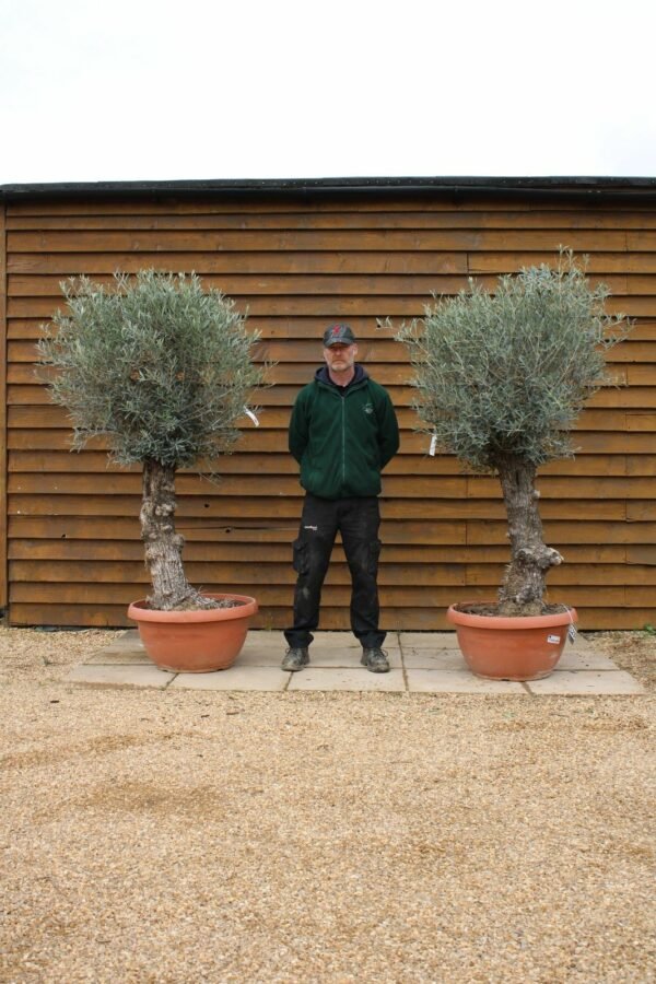 x2 Bonsai Olive Trees 140 123 (1)