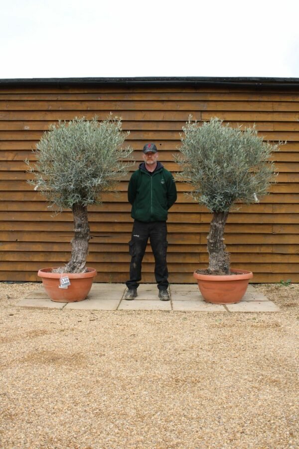x2 Bonsai Olive Trees 140 123 (2)