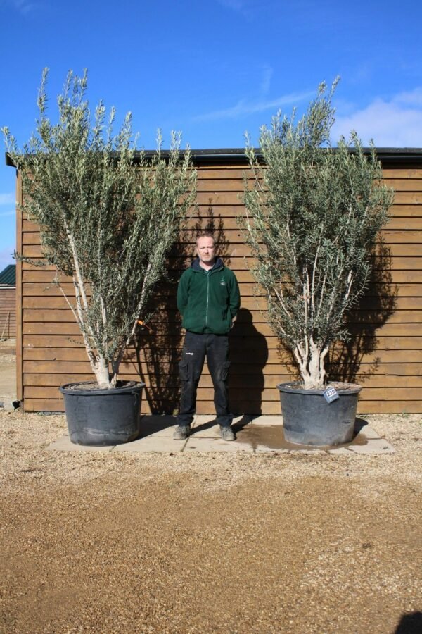 x2 Multi Stem Natural Olive Trees 263 220 (2)