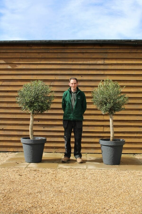 x2 Potted Loose Lollipop Olive Trees 217 134 (1)