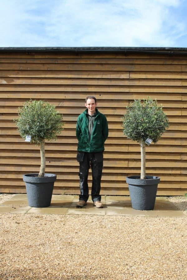 x2 Potted Loose Lollipop Olive Trees 217 134 (2)