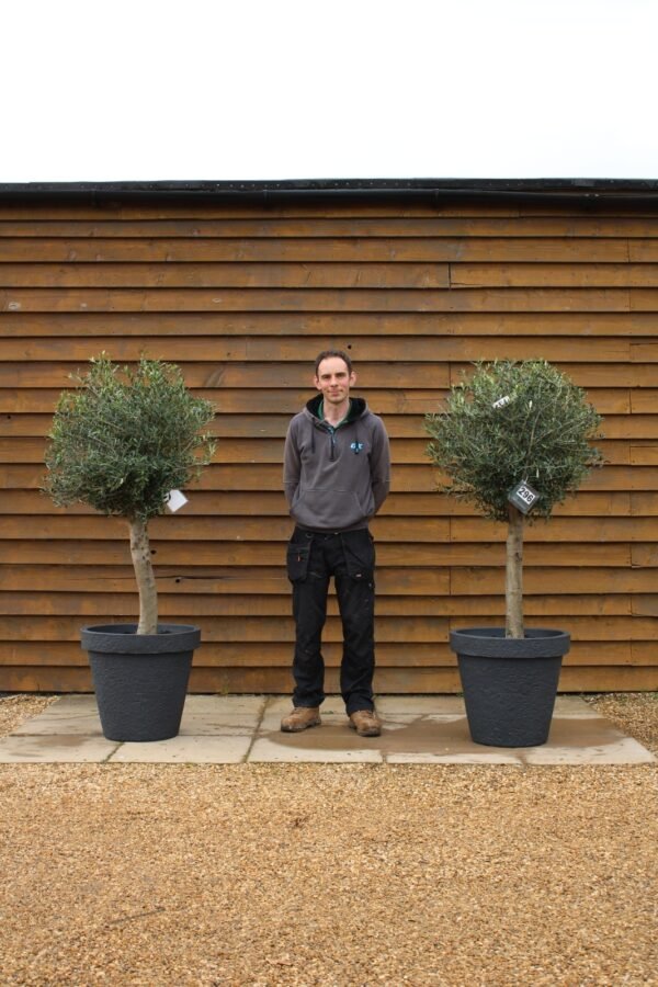 x2 Potted Loose Lollipop Olive Trees 296 150 (1)
