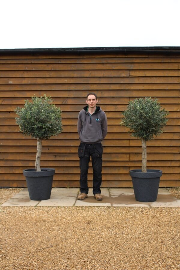 x2 Potted Loose Lollipop Olive Trees 296 150 (2)