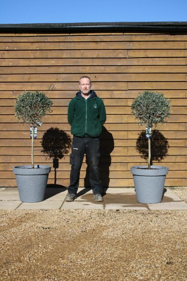 x2 Potted Standard Olive Tree 257 386 (2)