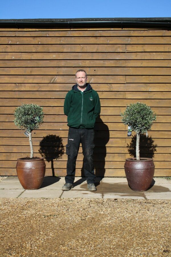 x2 Potted Standard Olive Trees 170 120 (1)